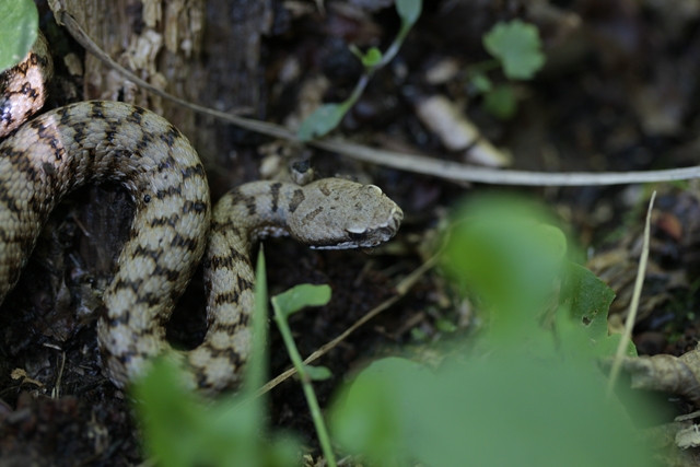 giovane aspis